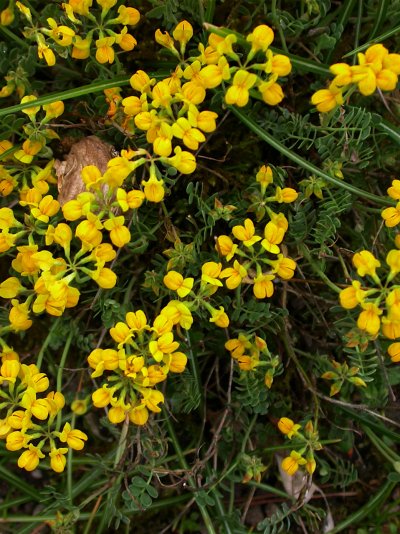 Coronilla vaginalis