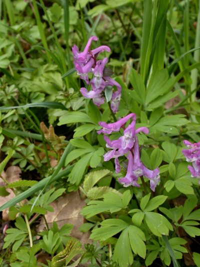 Corydalis cava