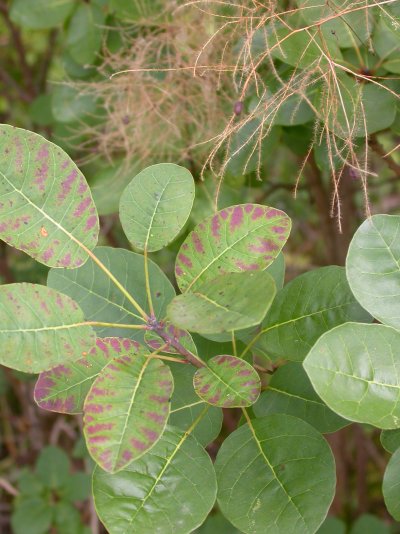 Cotinus coggygria