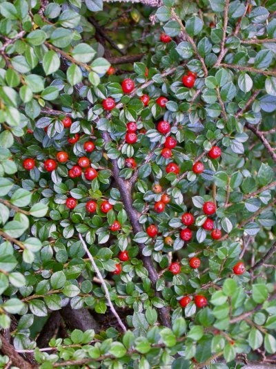 Cotoneaster horizontalis