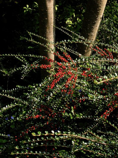 Cotoneaster horizontalis