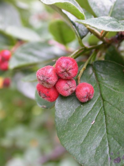 Cotoneaster integerrimus