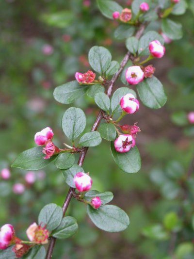 Cotoneaster nitens