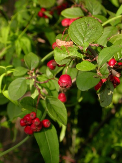 Cotoneaster zabelii