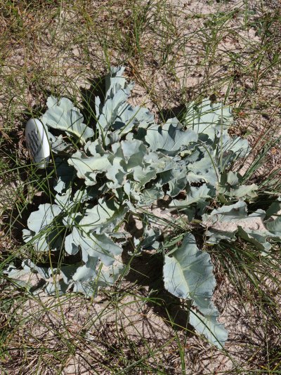Crambe maritima
