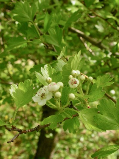 Crataegus azarolus