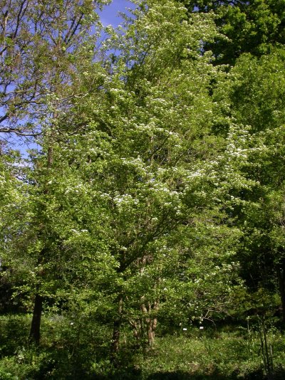 Crataegus azarolus