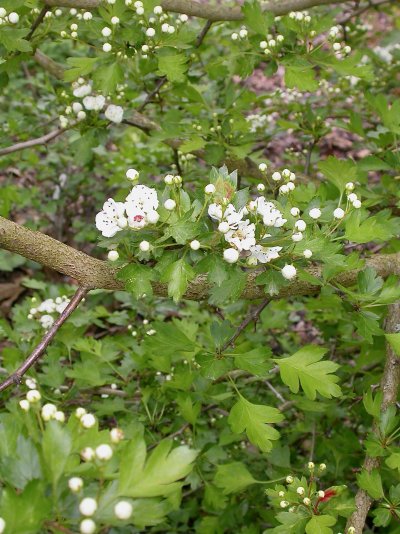 Crataegus caucasica