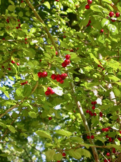 Crataegus laevigata