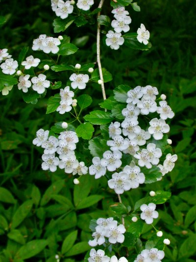 Crataegus laevigata