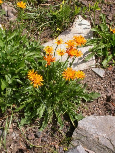 Crepis aurea