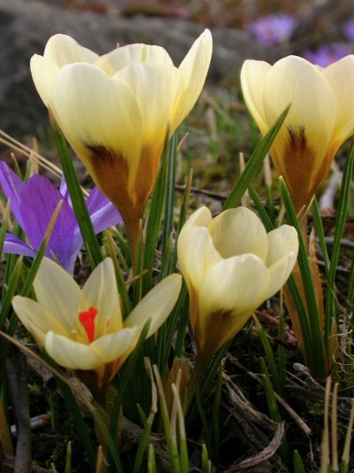 Crocus chrysanthus