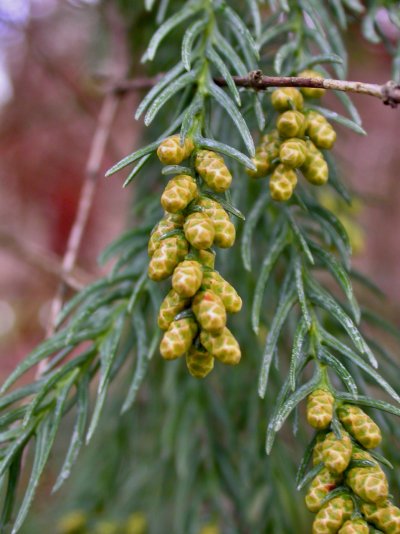 Cryptomeria japonica