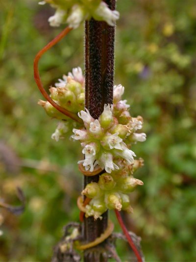 Cuscuta europaea