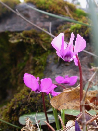 Cyclamen coum