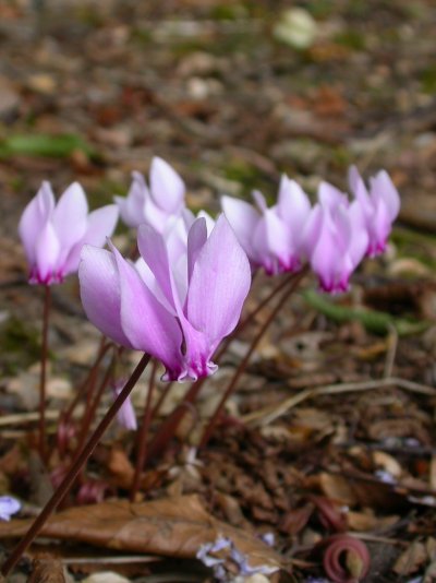 Cyclamen hederifolium