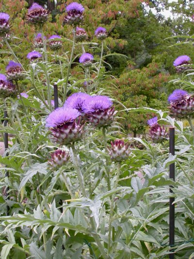 Cynara scolymus