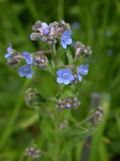 Cynoglossum amabile