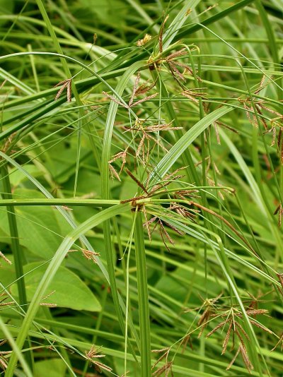 Cyperus longus subsp. badius