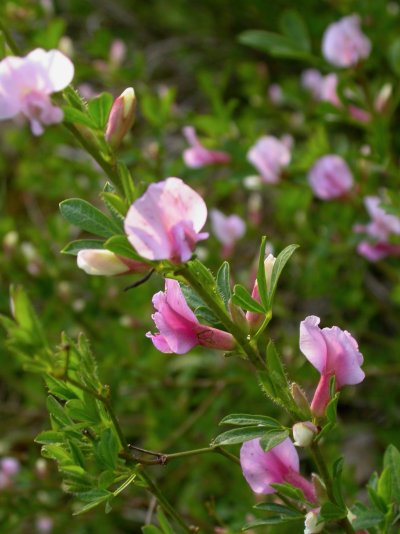 Cytisus purpureus (= Cha-maecytisus purpureus) 