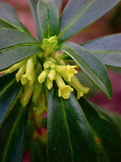 Daphne laureola