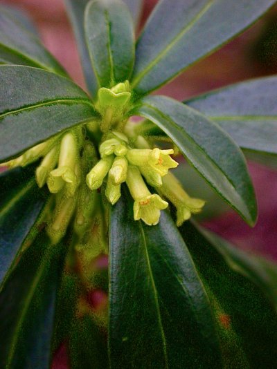 Daphne laureola