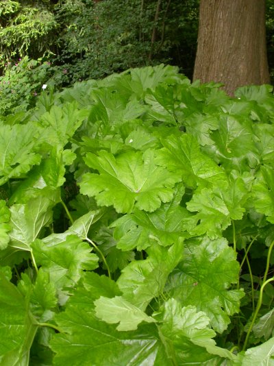 Darmera peltata