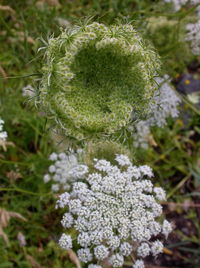 Daucus carota subsp. azoricus