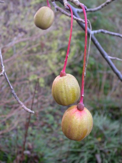 Davidia involucrata var. vilmoriniana