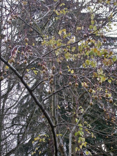 Davidia involucrata var. vilmoriniana