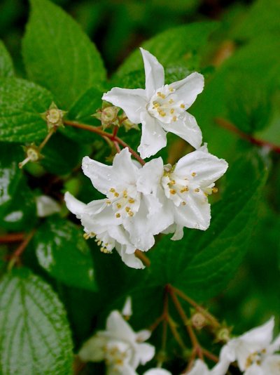 Deutzia vilmorinae