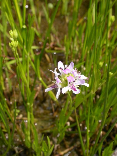 Dianthera americana