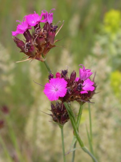 Dianthus carthusianorum
