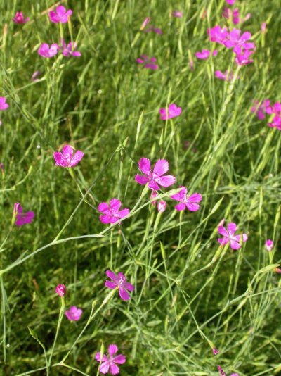 Dianthus deltoides