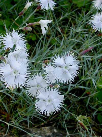 Dianthus plumarius subsp. praecox