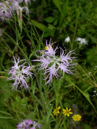 Dianthus superbus