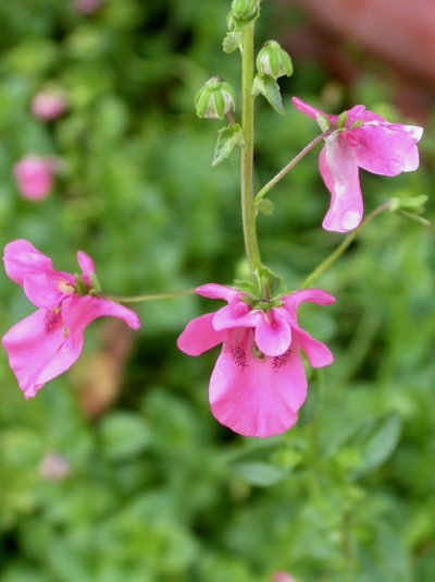 Diascia barberae