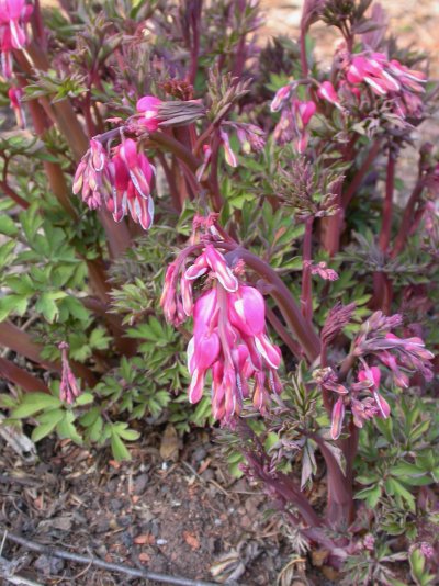 Dicentra spectabilis (Syn. Lamprocapnos spectabilis)