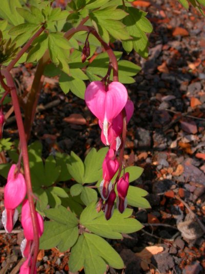 Dicentra spectabilis