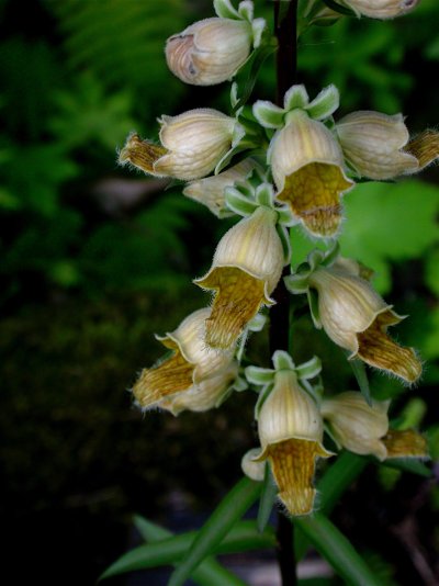 Digitalis ferruginea