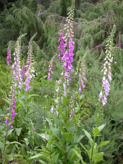 Digitalis purpurea