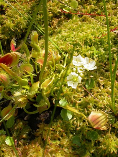 Dionaea muscipula