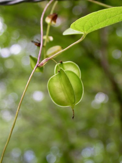 Dioscorea villosa