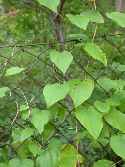 Dioscorea villosa