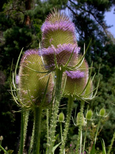 Dipsacus fullonum