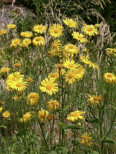 Doronicum austriacum Doronicum austriacum