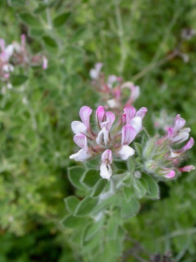 Dorycnium hirsutum
