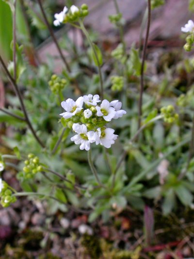 Draba podolica (Syn. Schivereckia podolica)