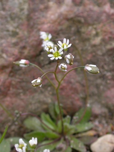 Draba verna