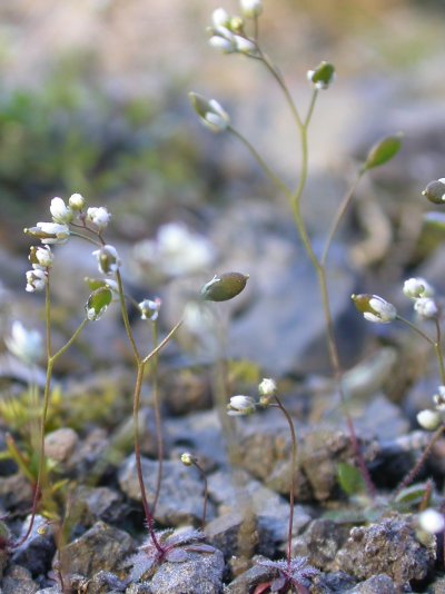 Draba verna